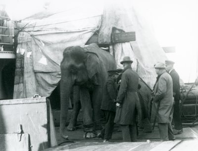Een Birmese olifant gedeeltelijk beschut onder een zeildoek op het dek, met een trainer en vier andere mannen, op weg naar London Zoo in 1927 (zwart-wit foto) door Frederick William Bond