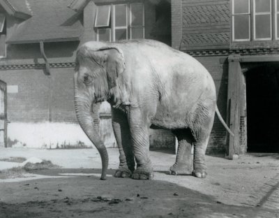 Een Birmaanse olifant buiten het olifantenhuis in London Zoo in 1929 door Frederick William Bond