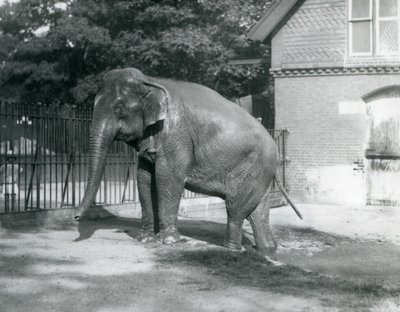 Een Birmaanse Olifant die uit een zwembad in zijn verblijf stapt, London Zoo door Frederick William Bond