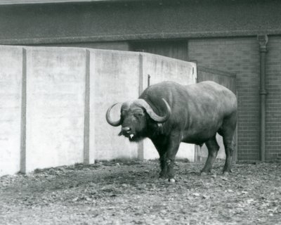 Een Kaapse buffelstier staand op kale grond, naast de betonnen muur van zijn verblijf in de London Zoo in 1928 door Frederick William Bond