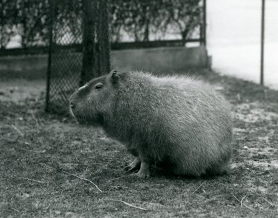 Een capibara in zijn verblijf in de London Zoo, juni 1927 door Frederick William Bond