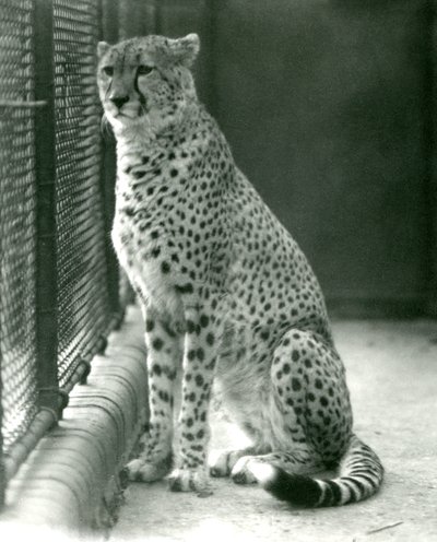 Een cheetah zittend in zijn verblijf in London Zoo, oktober 1924 door Frederick William Bond