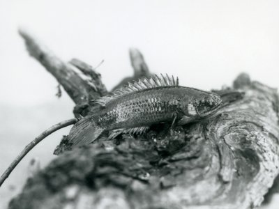 Een Klimbaars rustend op een dode tak, uit het water in London Zoo in september 1928 door Frederick William Bond