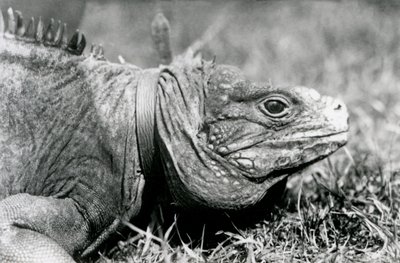 Een Bewolkte Rotsleguaan Methuselah, met een halsband, wandelend op een grasveld in London Zoo, juli 1924 door Frederick William Bond
