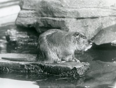 Een beverrat zittend op een rotsrichel in een poel in zijn verblijf in London Zoo, februari 1928 (zwart-wit foto) door Frederick William Bond