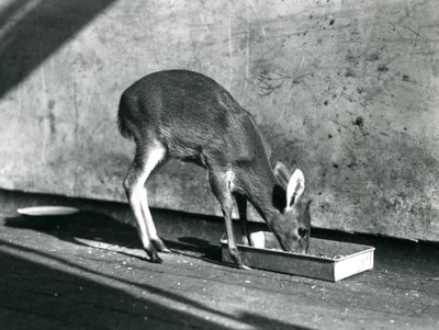 Een Duiker die van een schaal op de grond eet, London Zoo, juli 1925 door Frederick William Bond