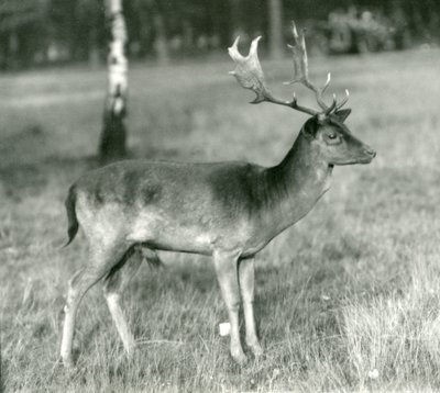 Een damhertbok in London Zoo in oktober 1924 door Frederick William Bond