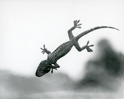 Een Gecko gezien van onderen terwijl hij op glas klimt, met zijn gespecialiseerde voetkussentjes, London Zoo, augustus 1928 (zwart-wit foto) door Frederick William Bond