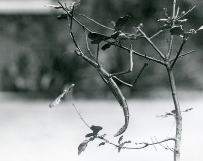 Een reuzenwandelende tak gecamoufleerd op een tak in de London Zoo in 1923 door Frederick William Bond