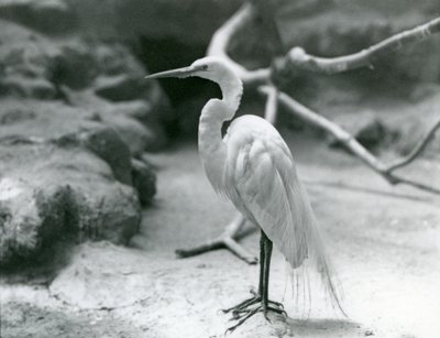 Een Grote Zilverreiger in broedkleed, staand op de vloer van zijn verblijf in London Zoo in juni 1928 door Frederick William Bond