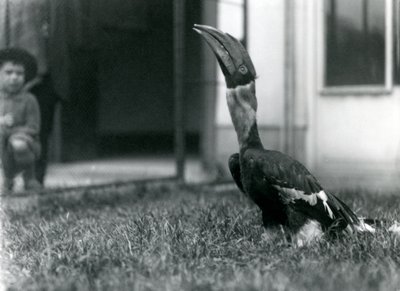 Een grote neushoornvogel kijkt omhoog terwijl hij op het gras in zijn volière staat, terwijl een kleine jongen toekijkt op de achtergrond, London Zoo door Frederick William Bond