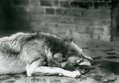 Een Grijze Timberwolf liggend om te eten in de London Zoo in 1927 door Frederick William Bond