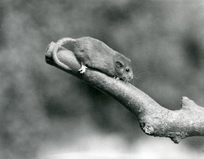 Een hazelmuis op een tak, London Zoo door Frederick William Bond