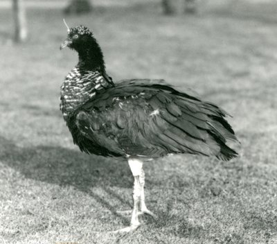 Een Hoornschreeuwer staat op gras in de Londense Zoo in september 1927 door Frederick William Bond