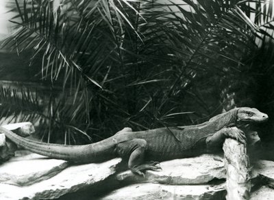 Een Komodovaraan rustend met zijn nek en voorpoten tegen een stam in de London Zoo in juni 1927 door Frederick William Bond