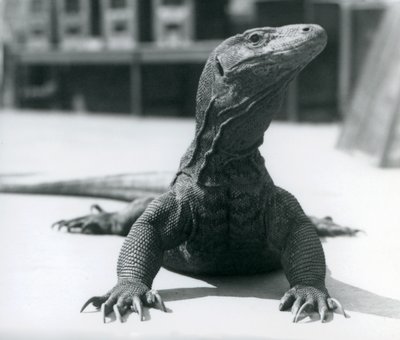 Een Komodovaraan in de Londense dierentuin, augustus 1928 door Frederick William Bond