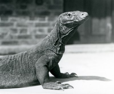 Een Komodovaraan in de London Zoo in augustus 1928 door Frederick William Bond