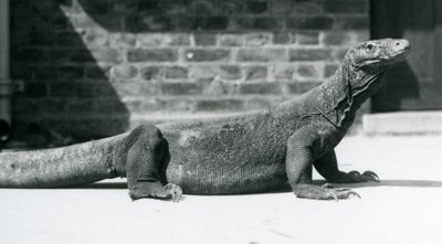 Een Komodovaraan in de London Zoo in augustus 1928 door Frederick William Bond