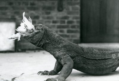 Een Komodovaraan die een kip eet in de London Zoo, augustus 1928 door Frederick William Bond