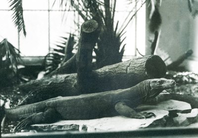 Een komodovaraan in het Reptielenhuis van London Zoo, augustus 1928 door Frederick William Bond