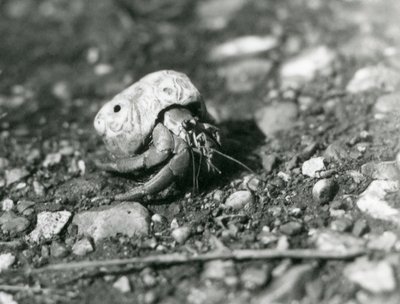 Een landheremietkreeft, London Zoo door Frederick William Bond