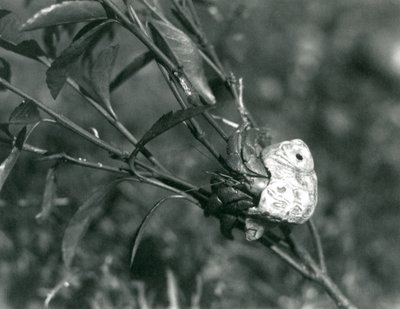 Een landheremietkreeft die op een kleine tak klimt, London Zoo door Frederick William Bond