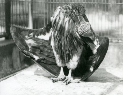 Een Lapetgezichtsgier staand op de vloer van zijn verblijf, zijn vleugelveren poetsend, London Zoo door Frederick William Bond