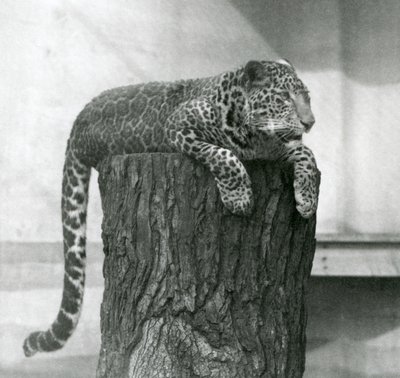 Een luipaard liggend op de top van een boomstronk met zijn staart bungelend, London Zoo door Frederick William Bond