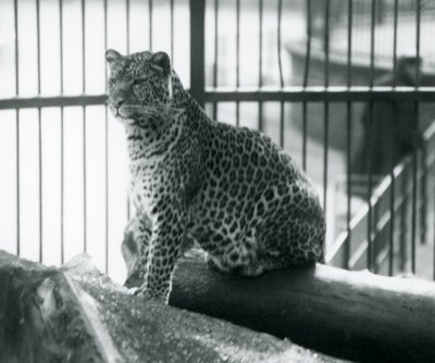 Een luipaard zit op een boomstam in zijn verblijf in London Zoo, september 1925 door Frederick William Bond