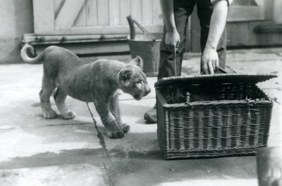 Een leeuwenwelp kijkt naar een tijgerwelp in een rieten mand, die een verzorger opent, London Zoo, september 1925 door Frederick William Bond