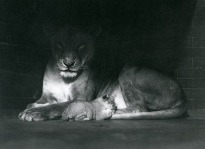 Een leeuwin en welp liggen in de schaduw van de achterkant van hun verblijf, London Zoo, oktober 1925 door Frederick William Bond