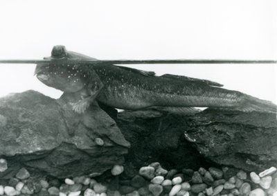 Een Modderkruiper, rustend op ondergedompelde rotsen, met zijn ogen boven water, London Zoo door Frederick William Bond