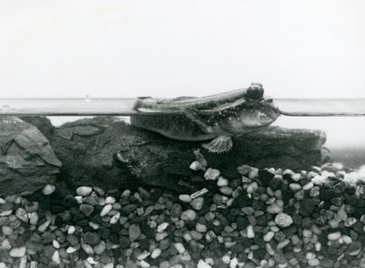 Een modderkruiper rustend op ondergedompelde rotsen, met zijn ogen boven water, London Zoo door Frederick William Bond