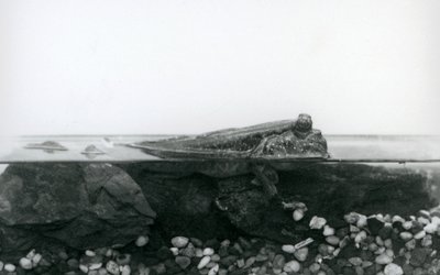 Een modderkruiper, rustend op ondergedompelde rotsen, met de bovenste helft van zijn lichaam boven water, London Zoo door Frederick William Bond