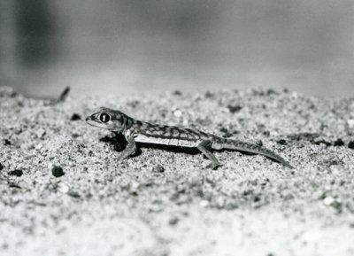 Een Namib zandgekko/Webvoetgekko staand op zand, London Zoo, september 1928 (zwart-wit foto) door Frederick William Bond