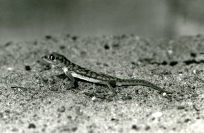 Een Namib zandgekko/Webvoetgekko staand op zand, London Zoo, september 1928 door Frederick William Bond