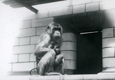 Een kortstaartmakaak die haar baby vasthoudt terwijl ze op een betegelde rand in haar verblijf zit in London Zoo in 1928 door Frederick William Bond