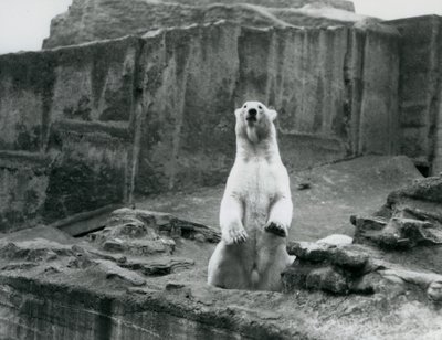 Een ijsbeer die rechtop zit in zijn verblijf aan de voet van de Mappin Terraces in London Zoo, september 1928 door Frederick William Bond