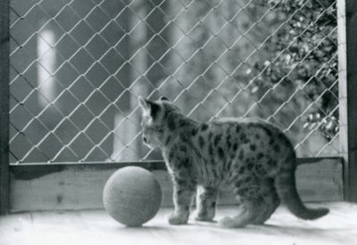 Een poema kitten, met een bal, kijkt uit zijn verblijf, London Zoo, 1923 door Frederick William Bond