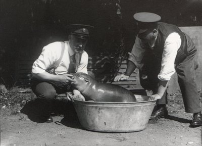 Een dwergnijlpaard in bad in ZSL London Zoo, augustus 1928 door Frederick William Bond