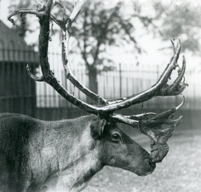 Een rendierbok die fluweel van zijn gewei afwerpt, London Zoo door Frederick William Bond