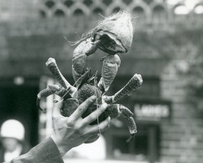 Een kokosnootkrab, die een halve kokosnoot vasthoudt, wordt omhoog gehouden door een verzorger in London Zoo in 1927 door Frederick William Bond