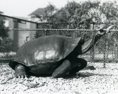 Een Zadelrug, Galapagos Schildpad gevoerd met een banaan op een stok (zwart-wit foto) door Frederick William Bond