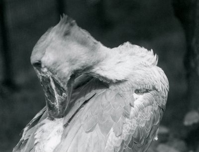 Een schoenbekooievaar die zijn veren poetst in de London Zoo in 1926 door Frederick William Bond