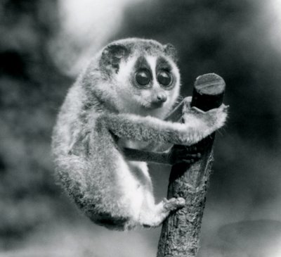 Een slanke lori die zich vasthoudt aan het uiteinde van een tak, London Zoo, augustus 1926 door Frederick William Bond