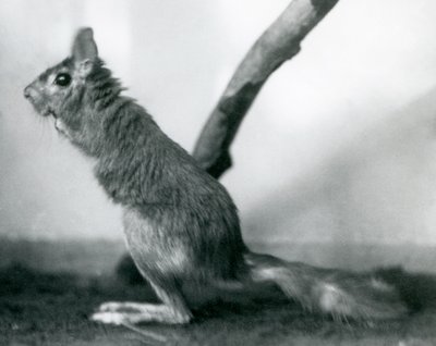 Een Zuid-Afrikaanse Springhaas zittend bij een tak in zijn verblijf, London Zoo, december 1925 door Frederick William Bond