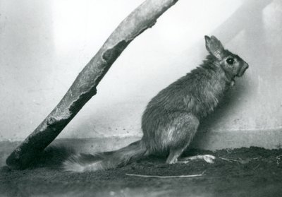 Een Zuid-Afrikaanse Springhaas zittend onder een tak in zijn verblijf, London Zoo, december 1925 door Frederick William Bond