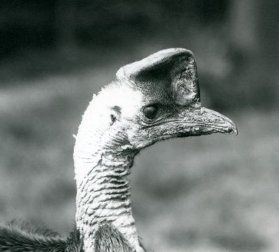Een Zuidelijke Kasuaris in London Zoo, juni 1925 door Frederick William Bond