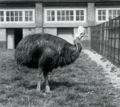 Een Zuidelijke Kasuaris in de London Zoo in juni 1925 door Frederick William Bond