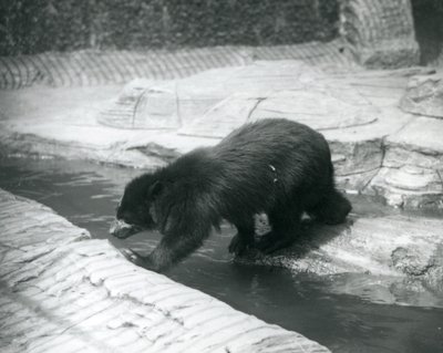 Een brilbeer of Andesbeer steekt een stroom over in zijn verblijf in de Londense dierentuin, juli 1925 door Frederick William Bond